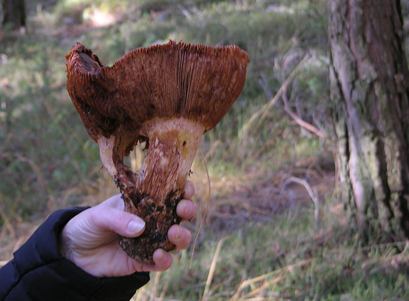 Nei boschi del mauretto..quando il gatto non c''�...